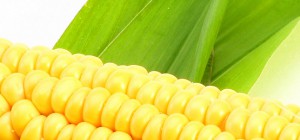 Хрущев был прав: кукурузу сеять выгодно!