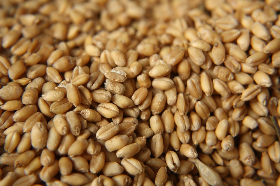 Эксперты высоко оценивают качество сибирского зерна