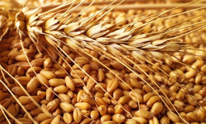 Проверки вместо пошлины: новый способ регулирования экспорта зерна