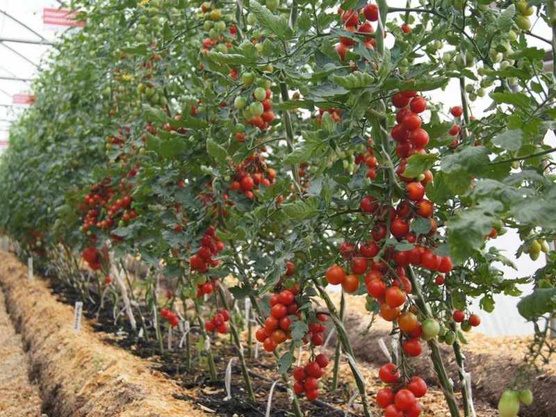 Выращивание томатов: причины плохой всхожести семян, правила питания иполива
