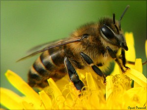В ЕС ведут борьбу с инсектицидами и ГМО wp-post-image alt=