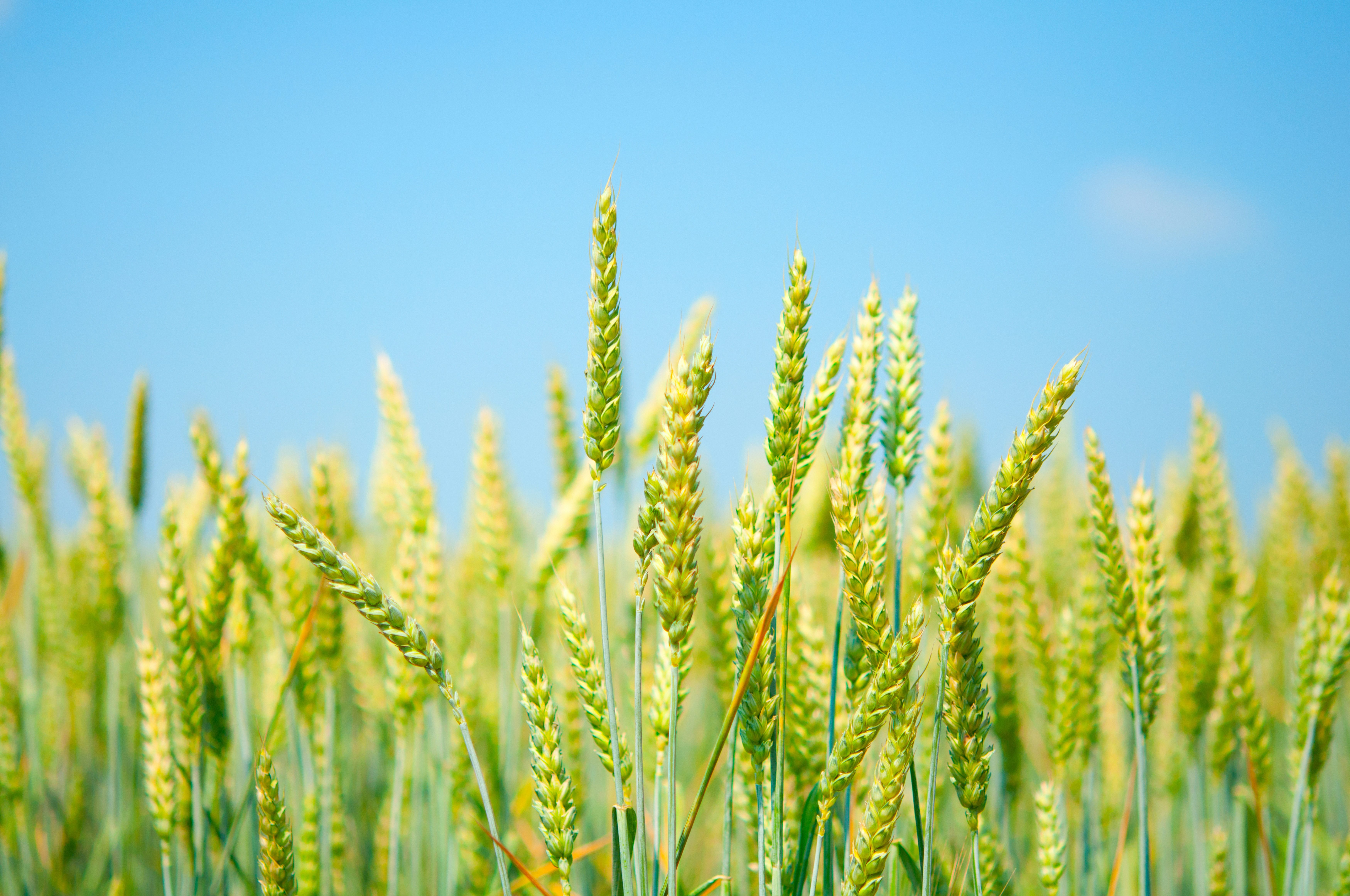 Пшеница букв и звуков. Пшеница. Пшеничное поле. Зеленое поле пшеницы. Поле с колосьями.