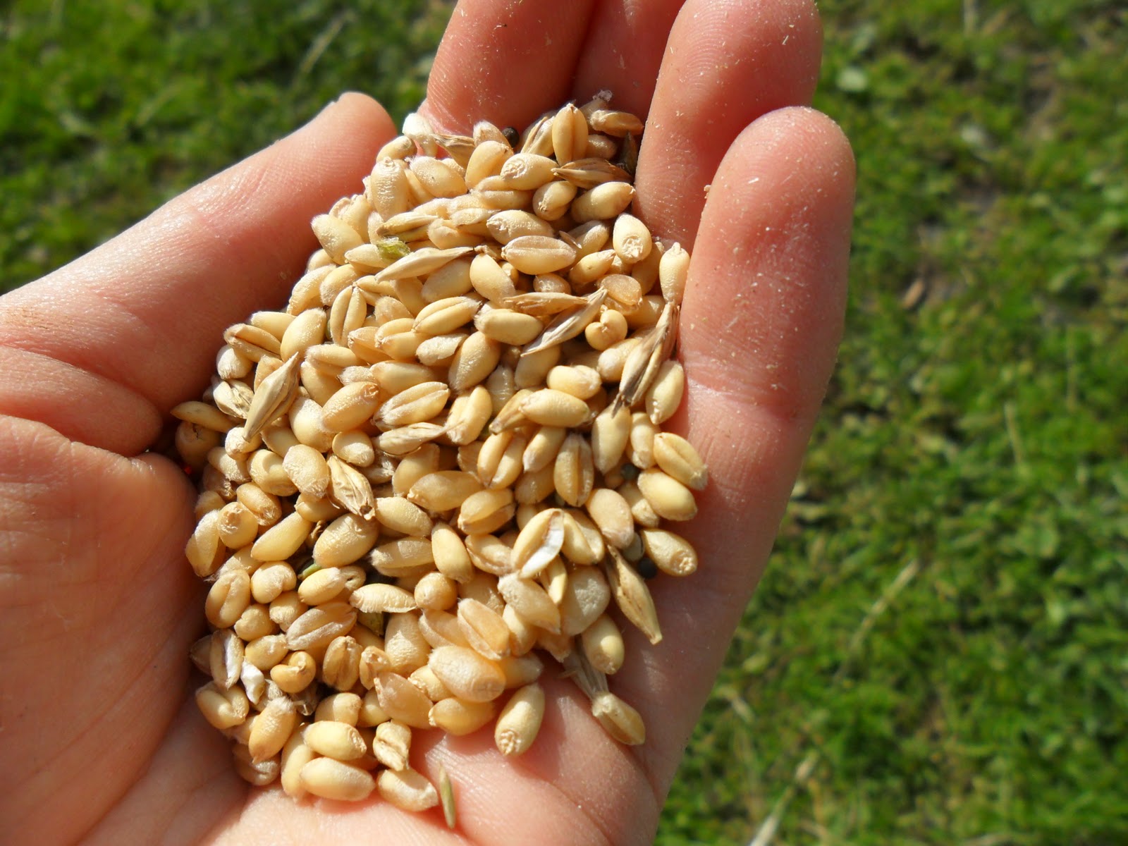 Семечко пшеницы