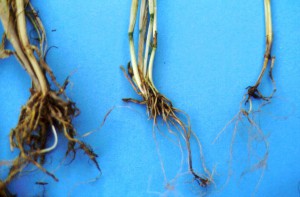 Сравнение массы корней здорового и пораженных питиумом растений.