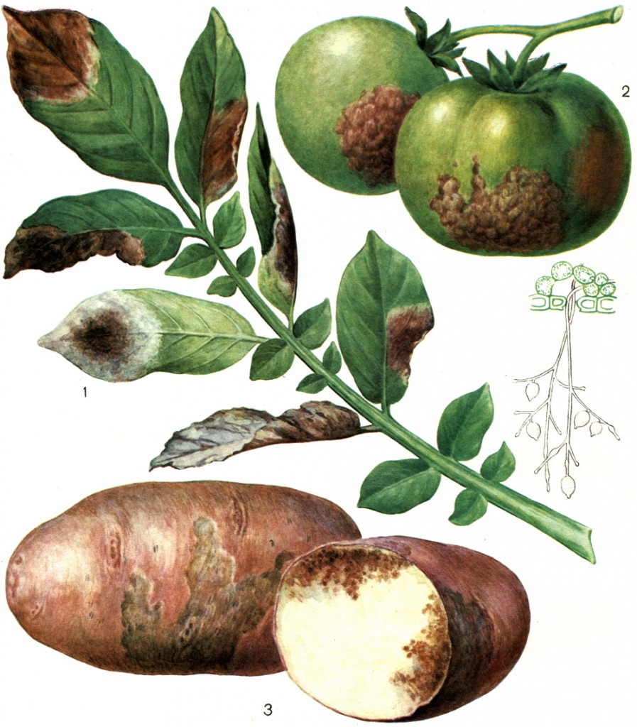 Фитофтороз картофеля
