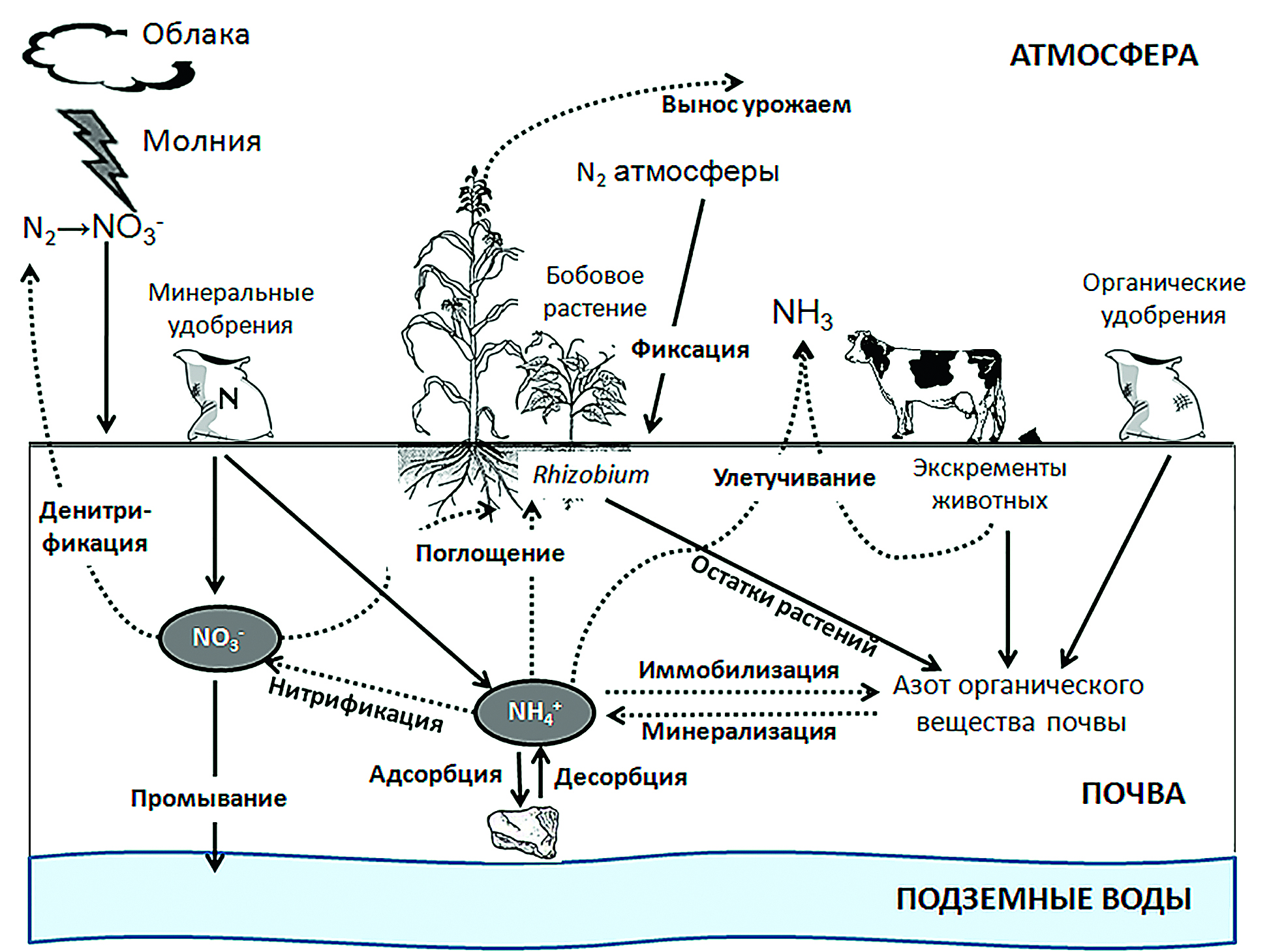 Превращение соединений азота. Схема биологического цикла азота. Круговорот азота в природе. Круговорот азота алгоритм. Круговорот веществ азота схема.