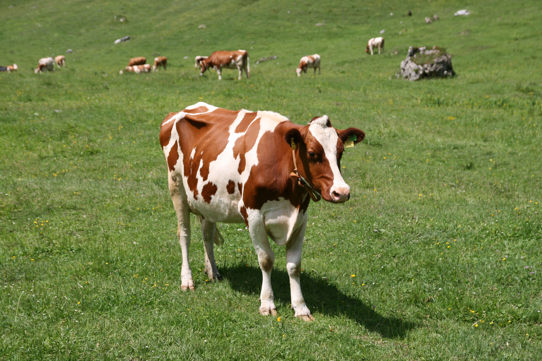Корова с рыжими пятнами