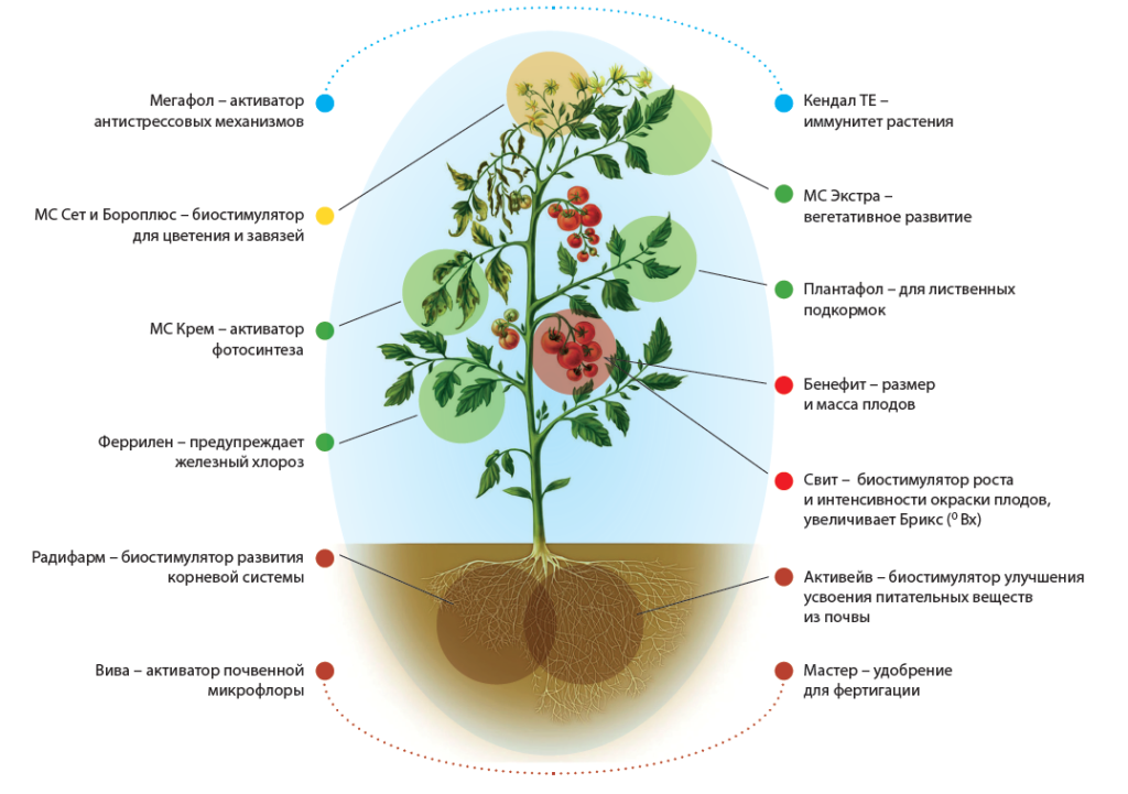 Иммунные растения. Теория иммунитета растений Вавилова. Имуюммунитет у рас. Биостимуляторы для растений. Фитоиммунитет растений.
