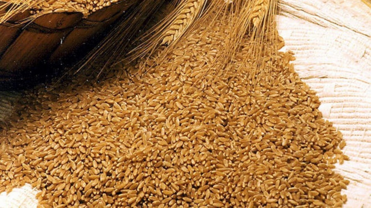 семена озимой пшеницы фото