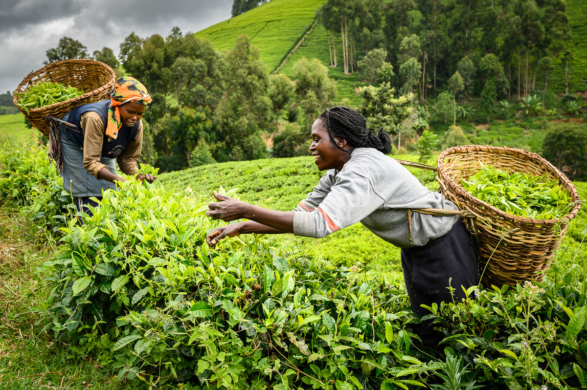 Кения, чайная плантация